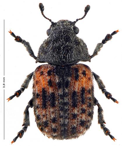 Anthribus fasciatus