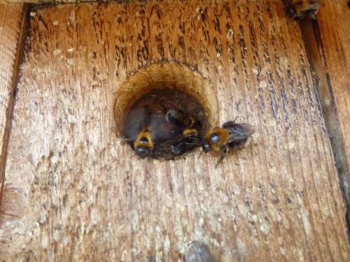 Bombus hypnorum