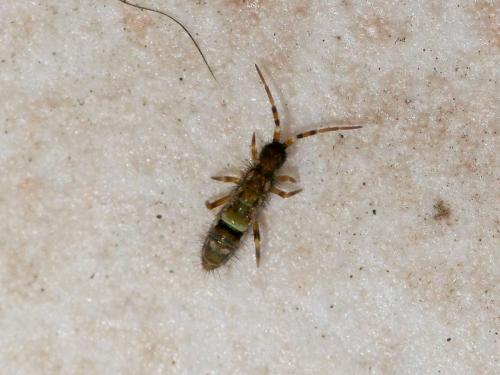 Orchesella cincta