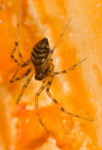 Réf. 155 267 : Lepthyphantes sp.