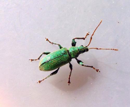 Phyllobius argentatus