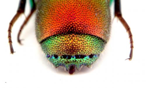 Chrysis sp.
