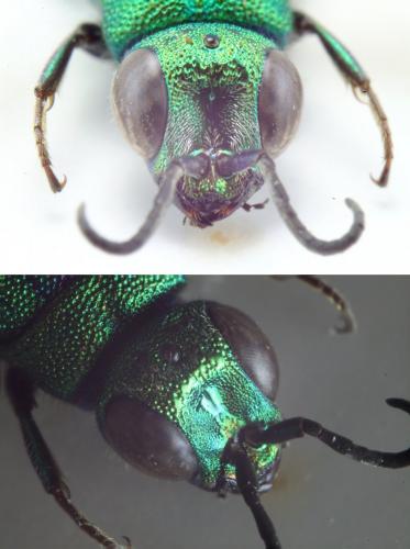 Chrysis sp.