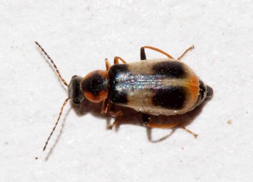 Attalus pictus