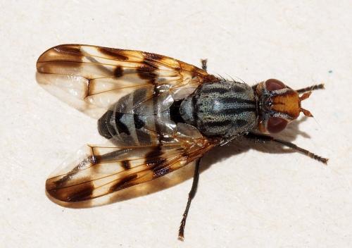 Otites porcus