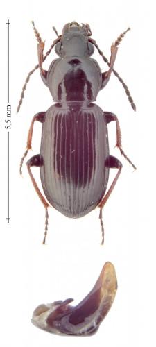 Pterostichus diligens