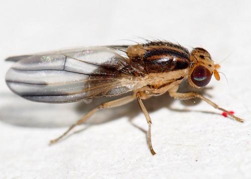Peplomyza litura