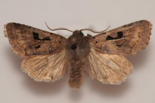 Réf. 155 609 : Orthosia gothica