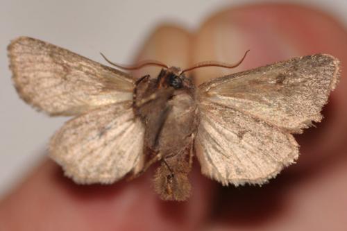 Réf. 155 610 : Orthosia gothica