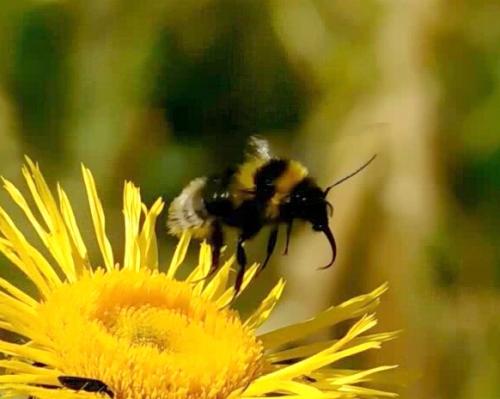 Bombus sp.