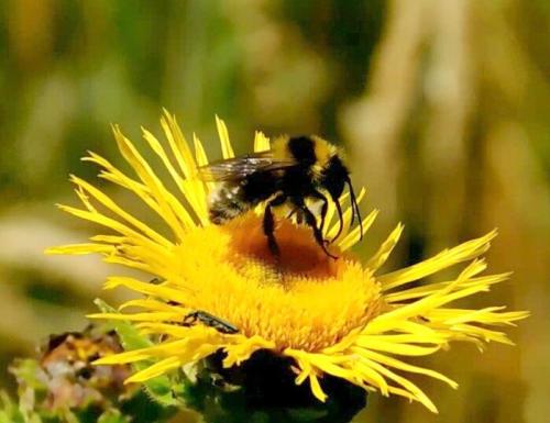 Bombus sp.