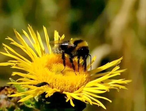 Bombus sp.
