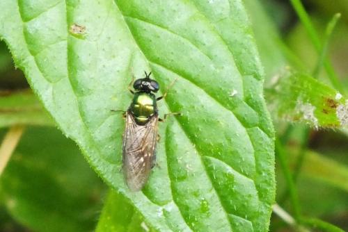 Chloromyia formosa