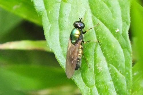 Chloromyia formosa
