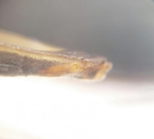 Gerris sp.