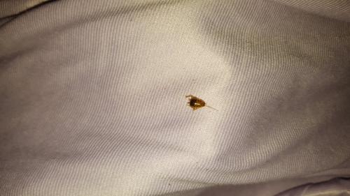 Ectobius sp.