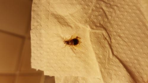 Ectobius sp.
