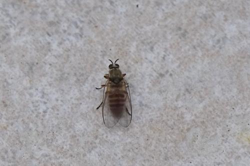 Simulium sp.