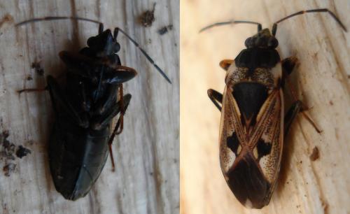Rhyparochromus vulgaris