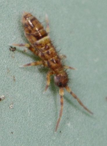 Réf. 155 049 : Orchesella cincta