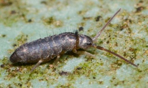 Tomocerus minor
