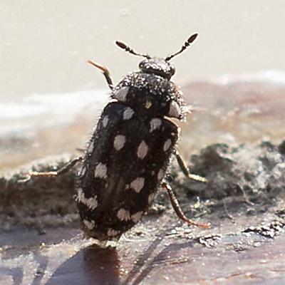 Attagenus punctatus