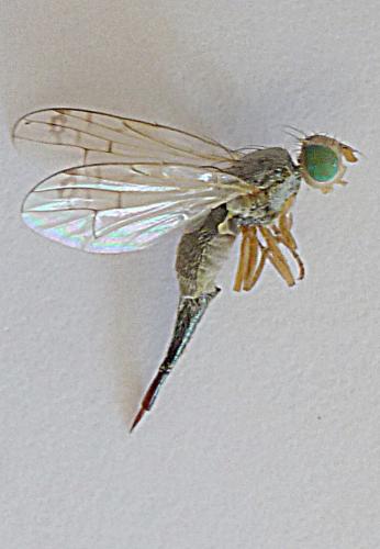 Réf. 155 801 : Acanthiophilus helianthi