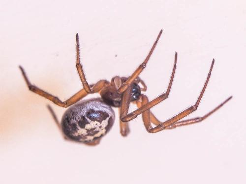 Réf. 155 952 : Steatoda nobilis