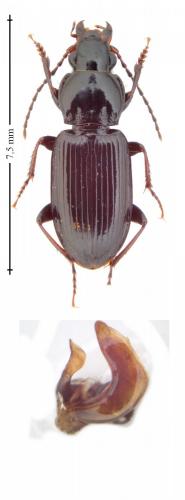 Pterostichus minor