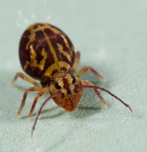 Réf. 155 084 : Dicyrtomina ornata