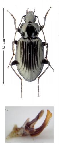 Agonum viduum
