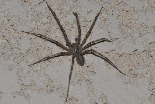 Tegenaria parietina