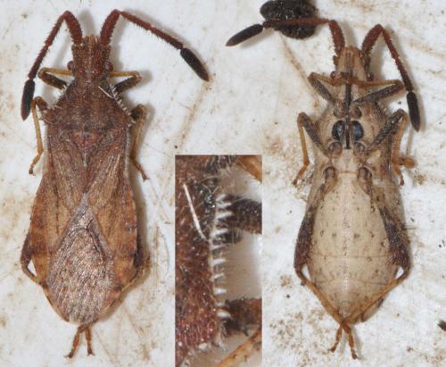 Coriomeris denticulatus