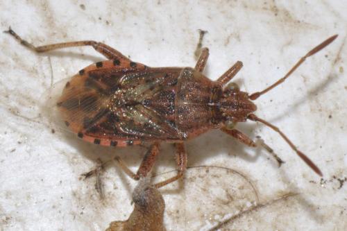 Stictopleurus sp.