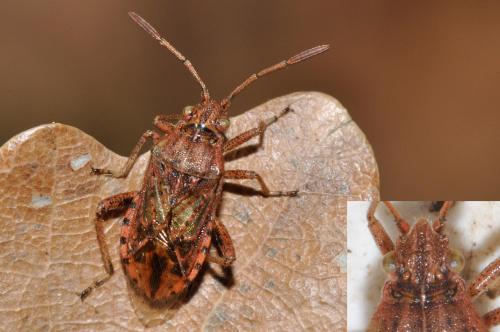 Stictopleurus sp.