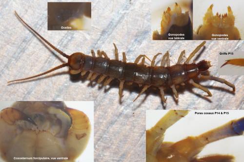 Réf. 155 850 : Lithobius melanops