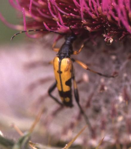 Rutpela maculata