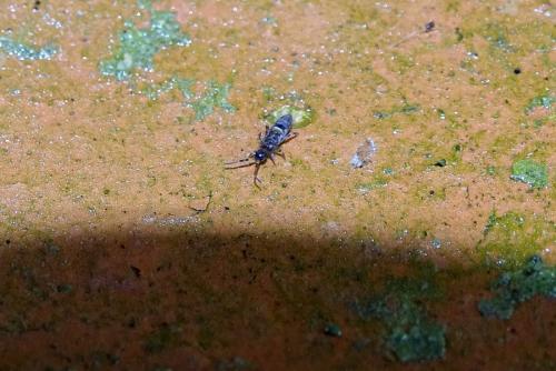 Orchesella cincta