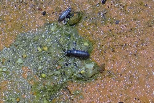 Tomocerus minor