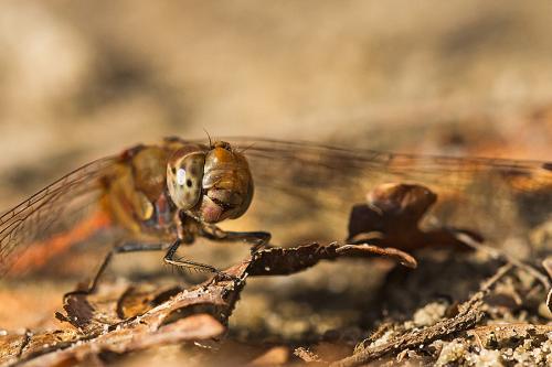 Sympetrum striolatum