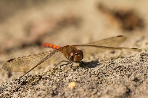 Sympetrum striolatum