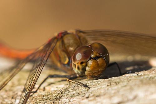 Sympetrum striolatum