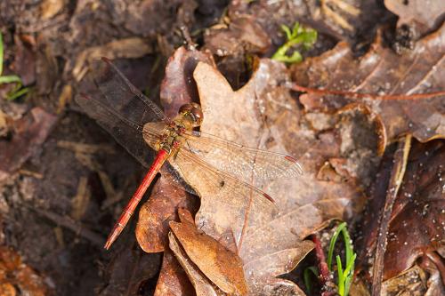 Sympetrum striolatum