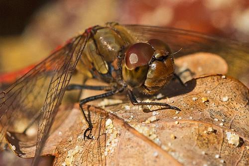 Sympetrum striolatum