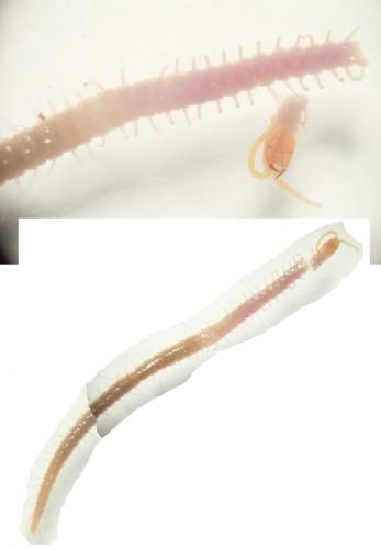 Réf. 155 733 : Geophilus easoni