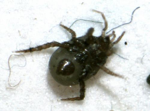 Réf. 155 494 : Macrocheles sp.