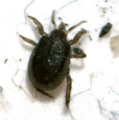 Réf. 155 495 : Macrocheles sp.