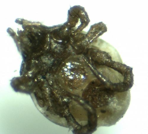 Macrocheles sp.