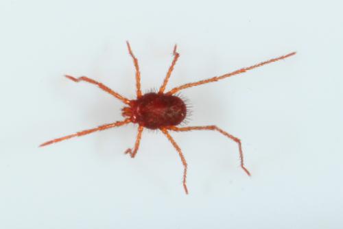 Charletonia cardinalis