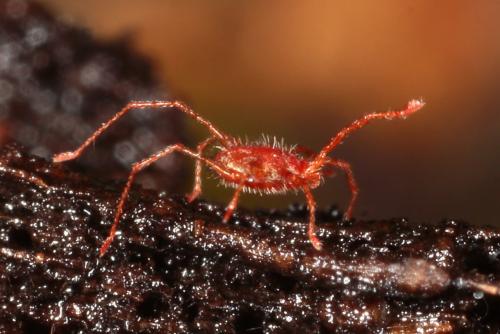 Charletonia cardinalis